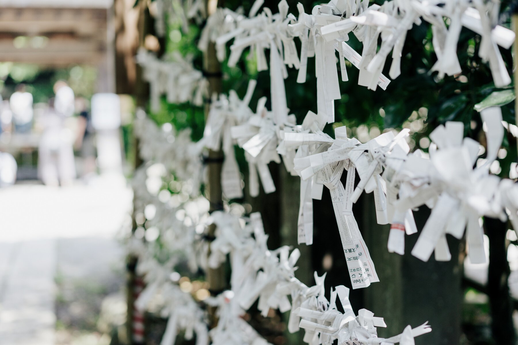 Fortune Telling Papers Tied in a Japanese Temple Fence